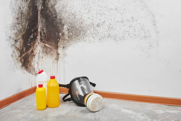 Best Industrial Mold Remediation in Gruver, TX