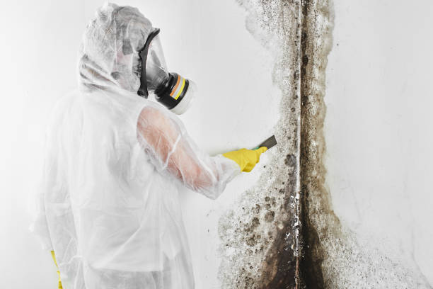Best Crawl Space Mold Remediation in Gruver, TX