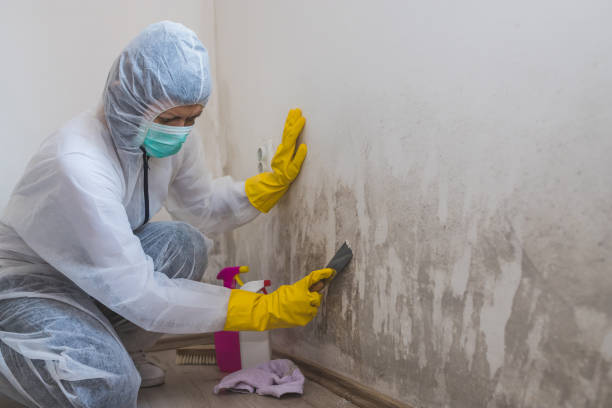 Reliable Gruver, TX Mold Remediation Solutions