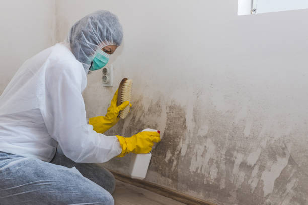 Best Black Mold Remediation in Gruver, TX