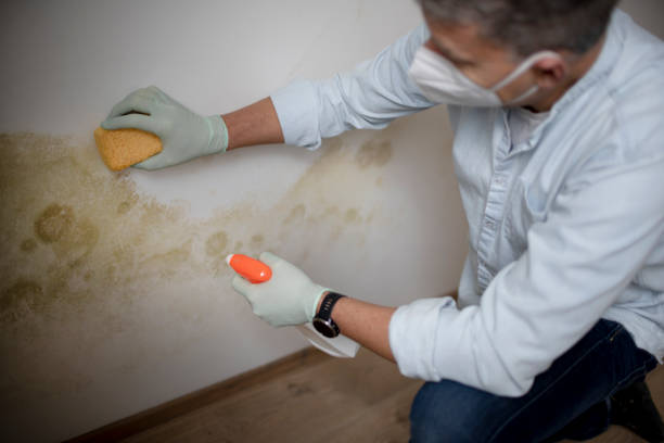Best Localized Mold Remediation (e.g., coastal areas, humid climates) in Gruver, TX