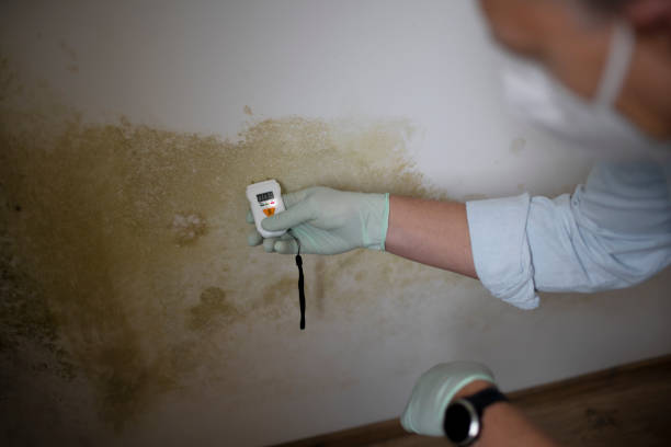 Best Insurance-Related Mold Remediation in Gruver, TX