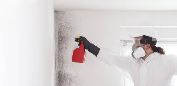 Best Commercial Mold Remediation in Gruver, TX