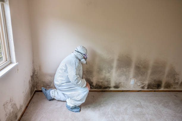 Best White Mold Remediation in Gruver, TX